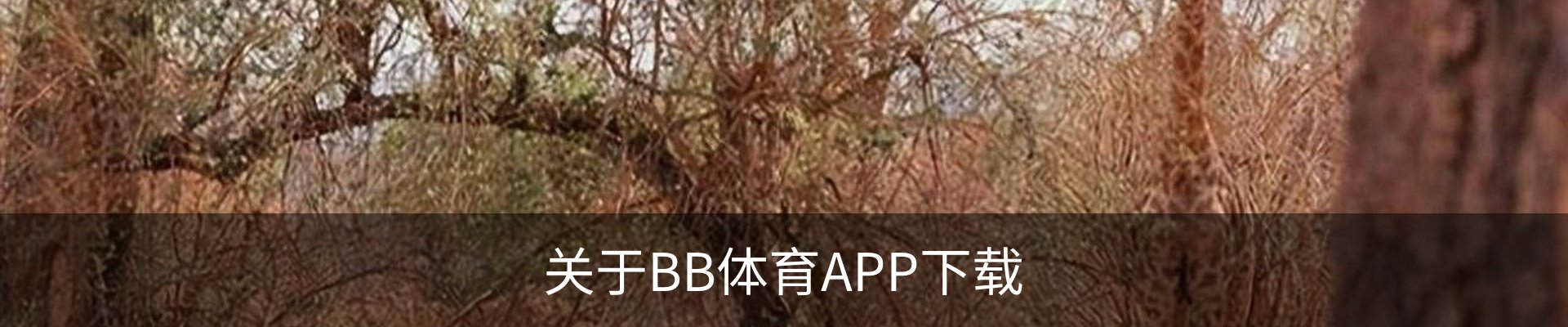 关于BB体育APP下载